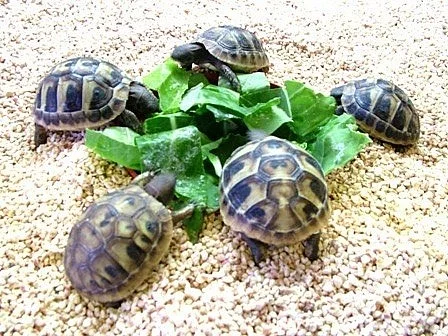 Suchozemské želvičky...